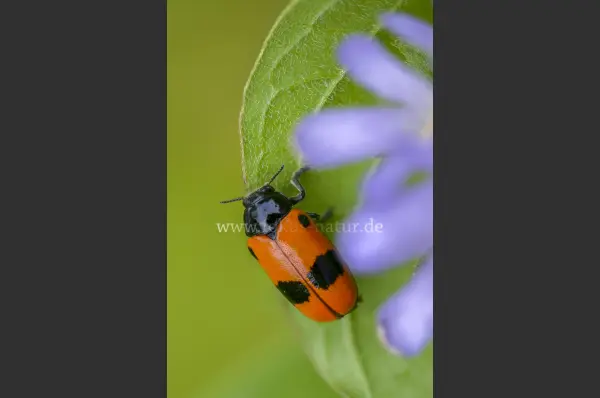 Fokus-Natur Bild