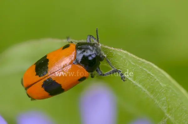 Fokus-Natur Bild