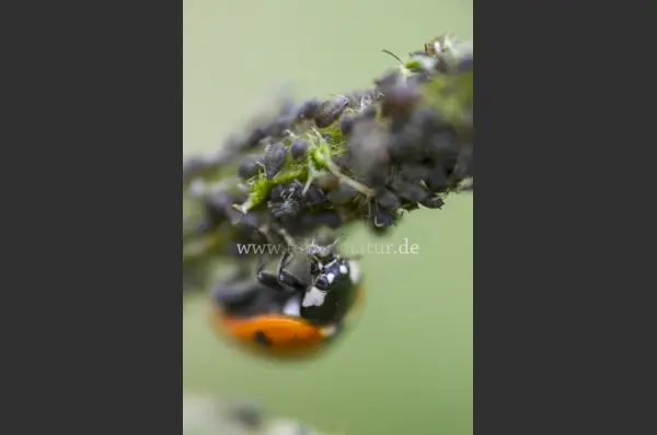 Fokus-Natur Bild