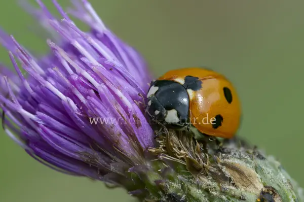 Fokus-Natur Bild