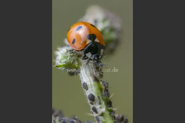 Fokus-Natur Bild