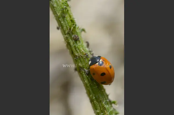 Fokus-Natur Bild