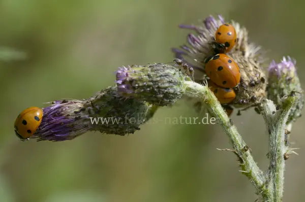 Fokus-Natur Bild