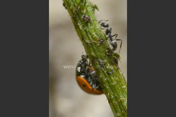 Fokus-Natur Bild
