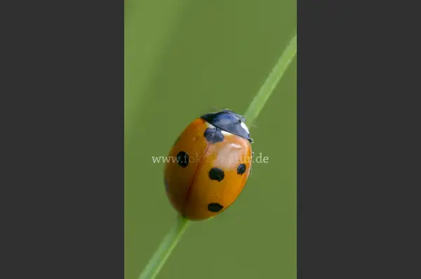 Fokus-Natur Bild