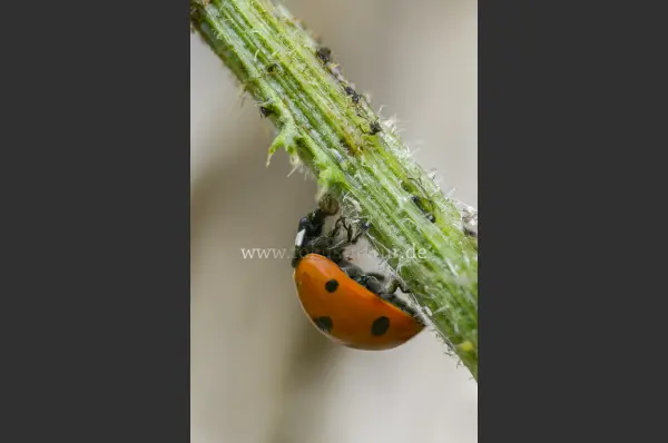 Fokus-Natur Bild