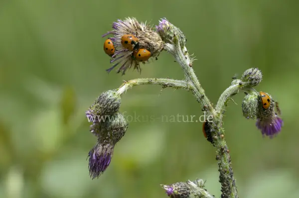 Fokus-Natur Bild