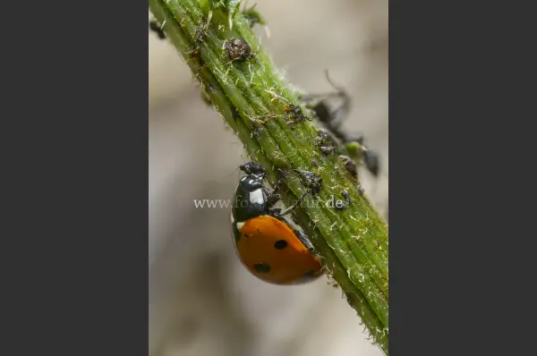 Fokus-Natur Bild
