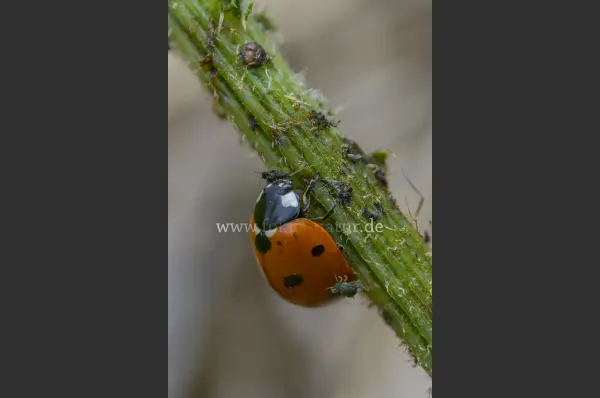 Fokus-Natur Bild