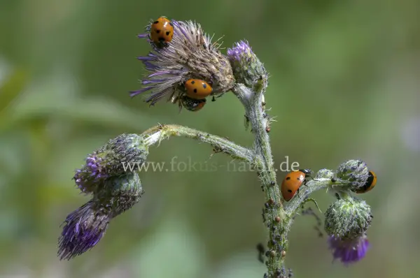 Fokus-Natur Bild
