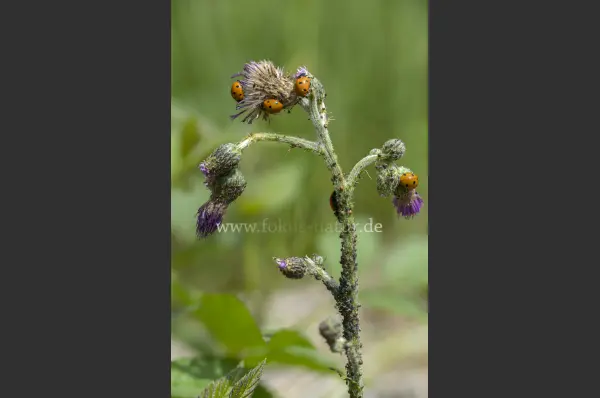 Fokus-Natur Bild