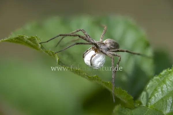 Fokus-Natur Bild