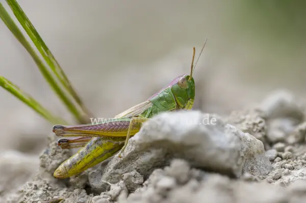 Fokus-Natur Bild