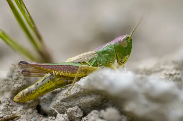 Fokus-Natur Bild
