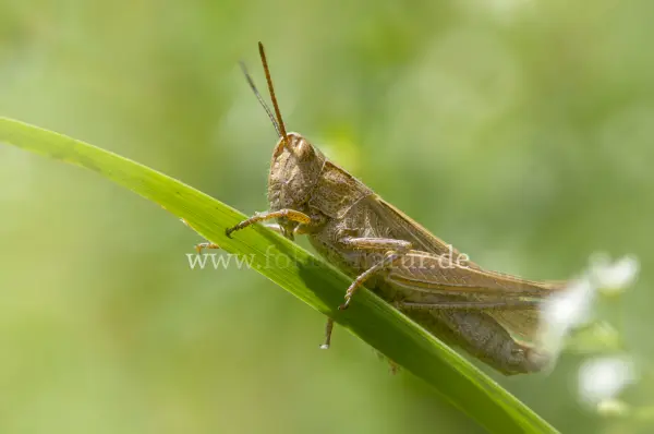 Fokus-Natur Bild