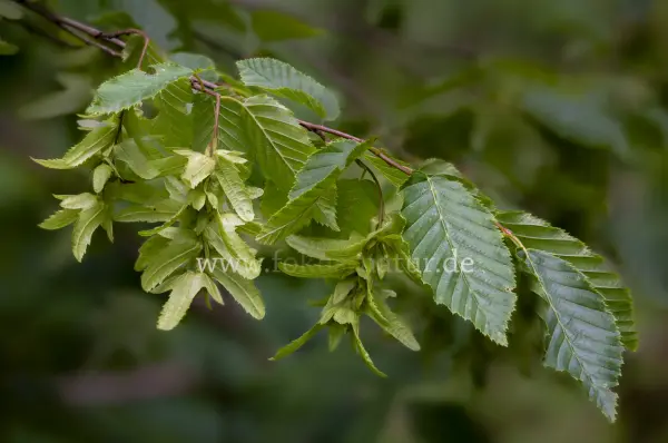 Fokus-Natur Bild