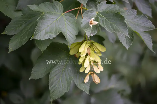 Fokus-Natur Bild