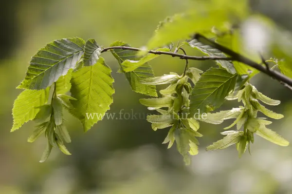 Fokus-Natur Bild