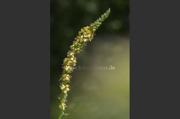 Fokus-Natur Bild