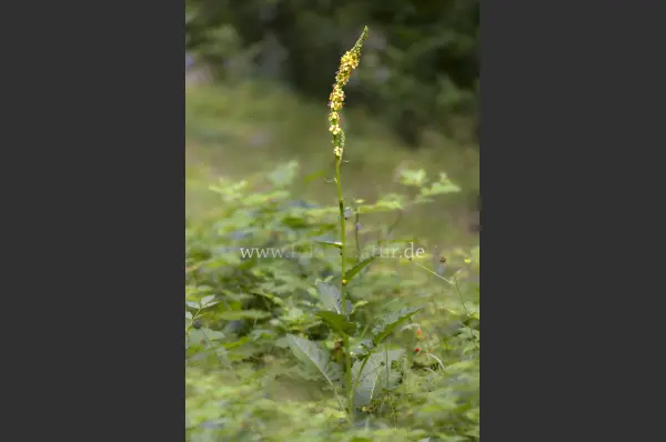 Fokus-Natur Bild