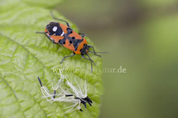 Fokus-Natur Bild