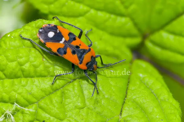 Fokus-Natur Bild