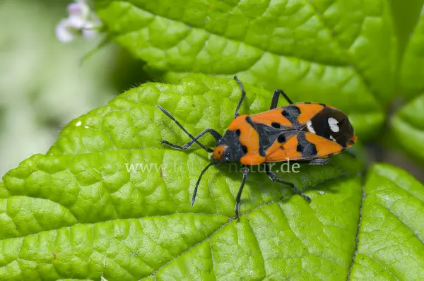 Fokus-Natur Bild