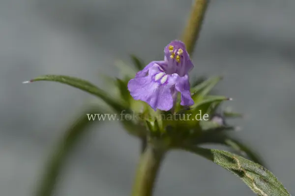 Fokus-Natur Bild