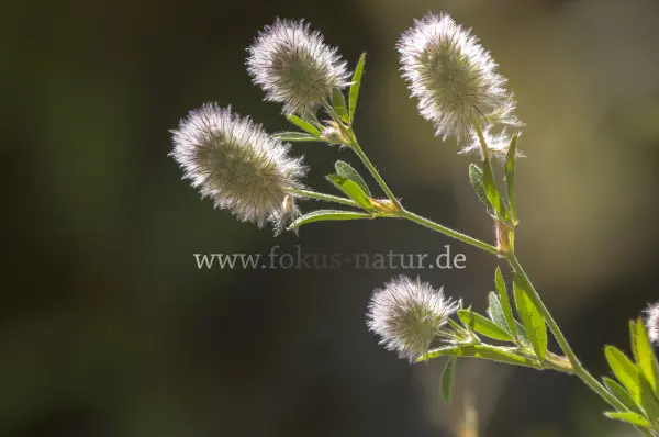 Fokus-Natur Bild