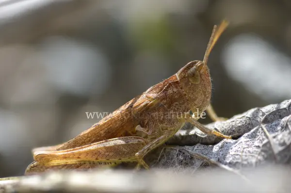 Fokus-Natur Bild