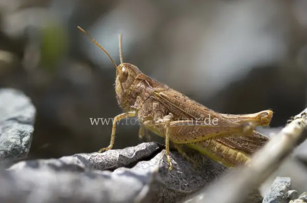 Fokus-Natur Bild
