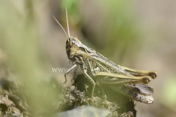 Fokus-Natur Bild