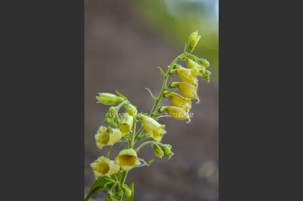 Fokus-Natur Bild