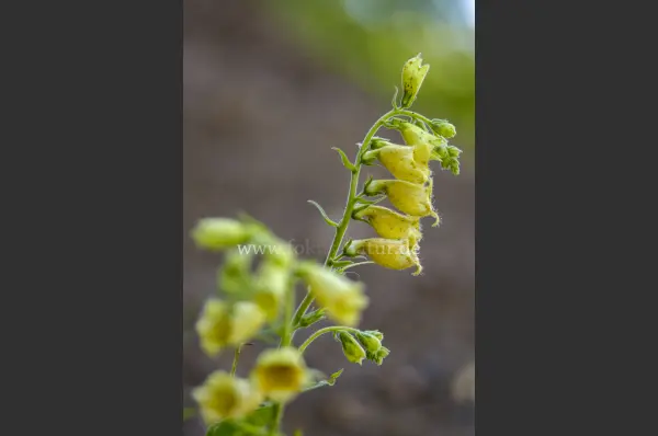 Fokus-Natur Bild