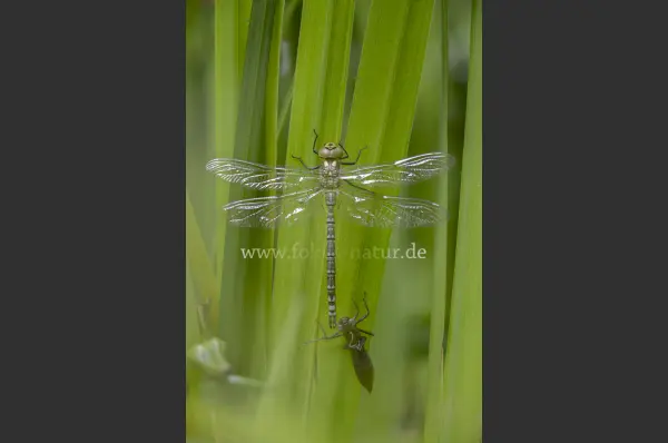Fokus-Natur Bild