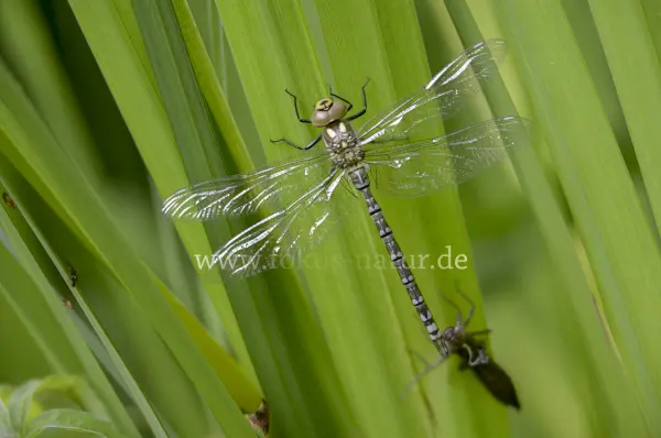 Fokus-Natur Bild
