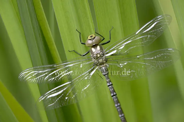Fokus-Natur Bild