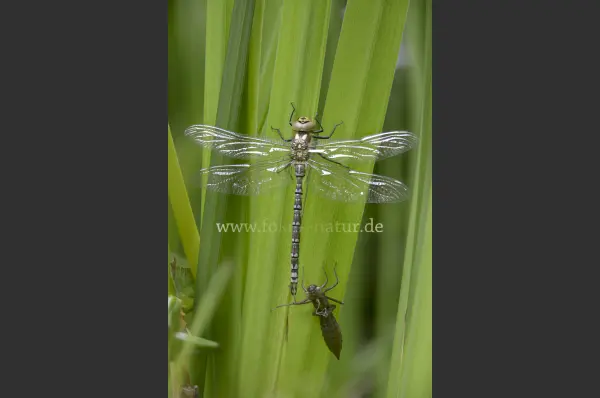 Fokus-Natur Bild