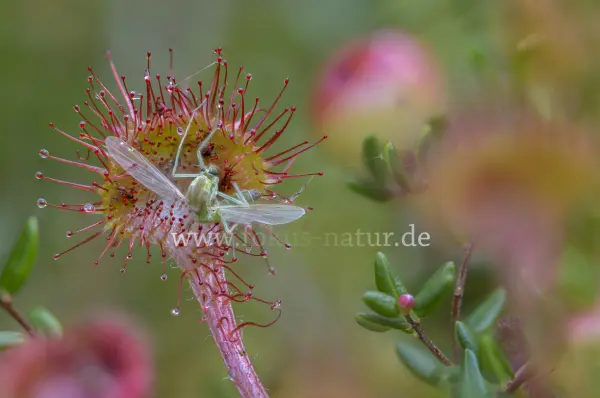 Fokus-Natur Bild