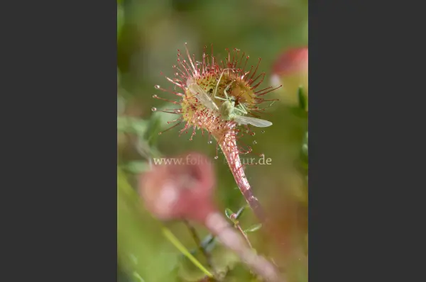 Fokus-Natur Bild