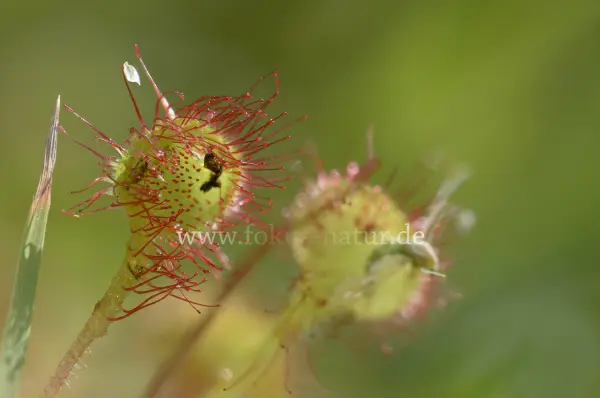 Fokus-Natur Bild