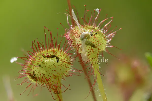 Fokus-Natur Bild