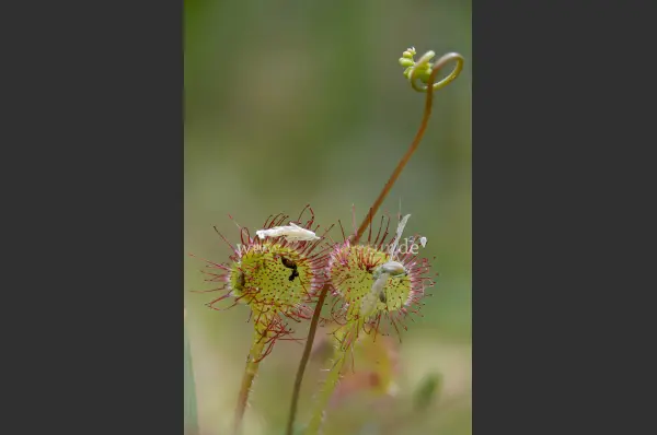 Fokus-Natur Bild