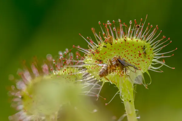 Fokus-Natur Bild