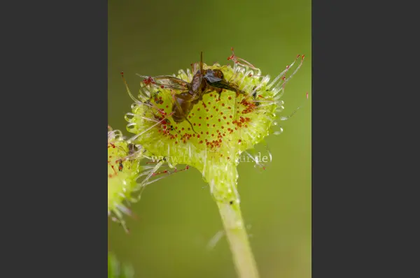 Fokus-Natur Bild