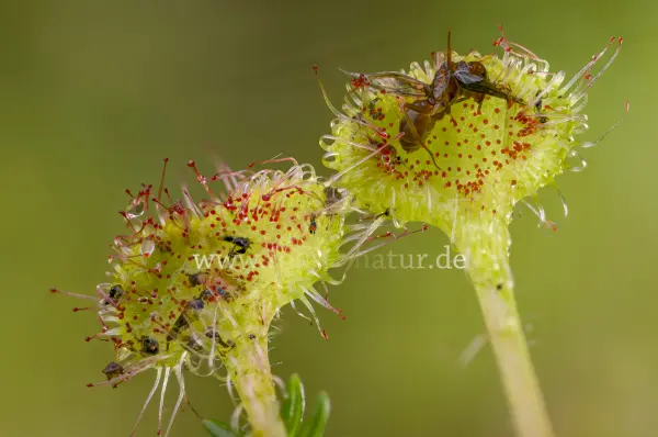 Fokus-Natur Bild