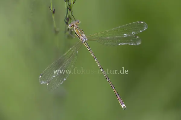 Fokus-Natur Bild