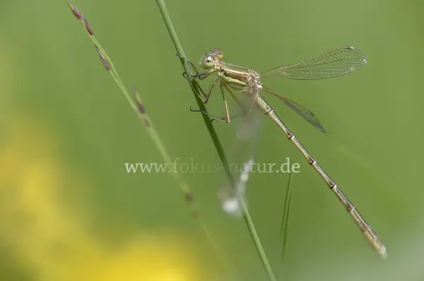 Fokus-Natur Bild