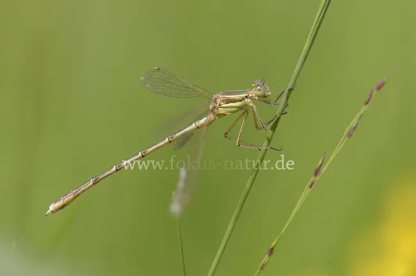 Fokus-Natur Bild