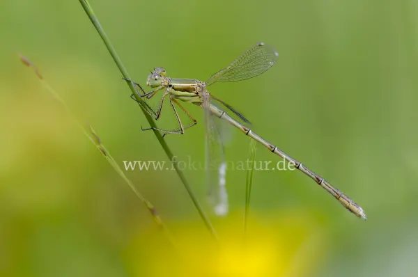 Fokus-Natur Bild